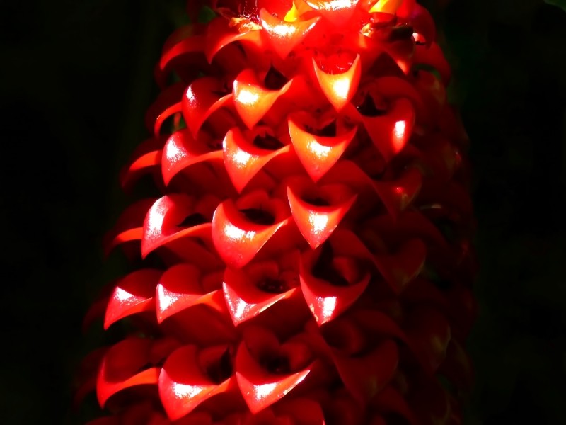 Red Wax Ginger
